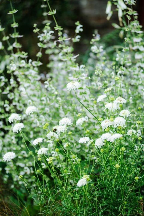 summer garden borders