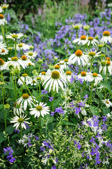 summer garden borders