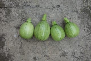 summer squash tatume