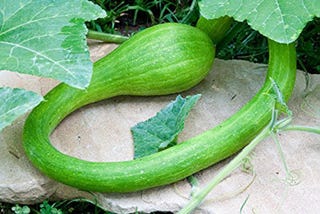 summer squash trombocino