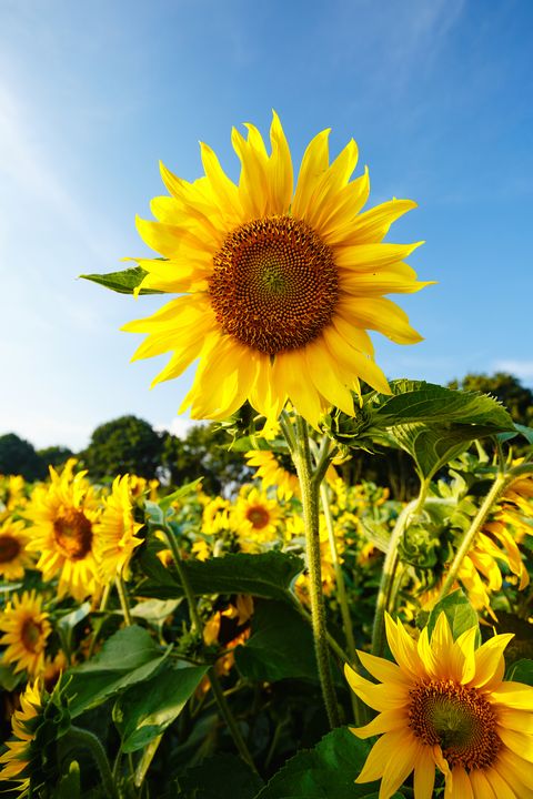 summer things to do sunflower field