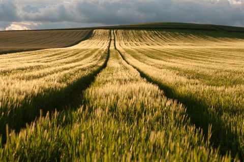 sun bathed wheat field under stormy sky