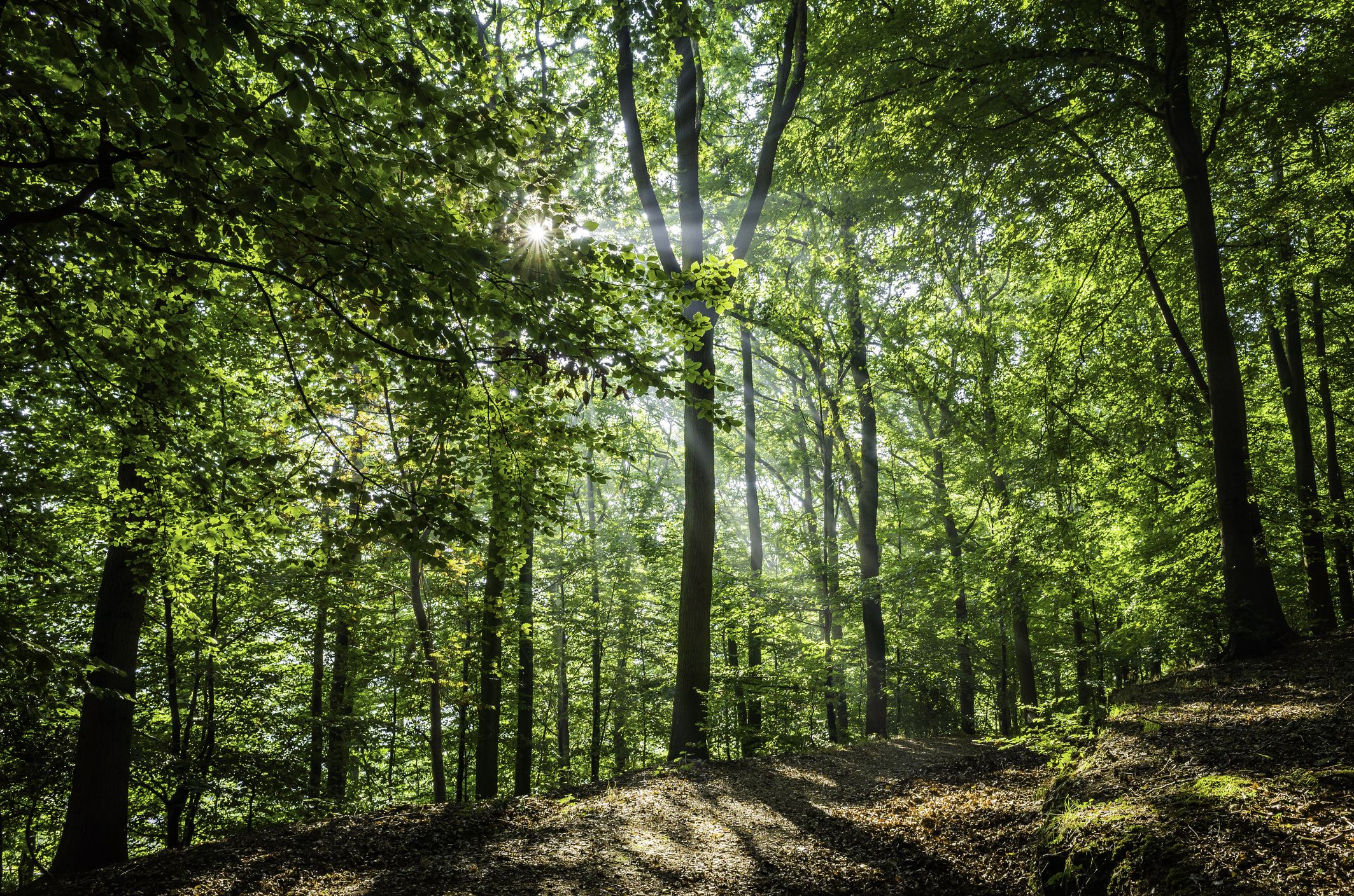 UK Woodlands Are In Crisis – Here's How You Can Help