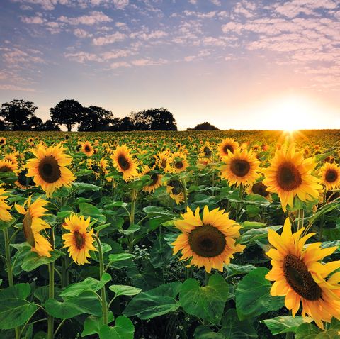 best sunflower fields in the uk