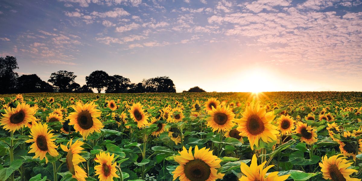 free photo of sunflowers
