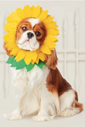 sunflower dog halloween costume