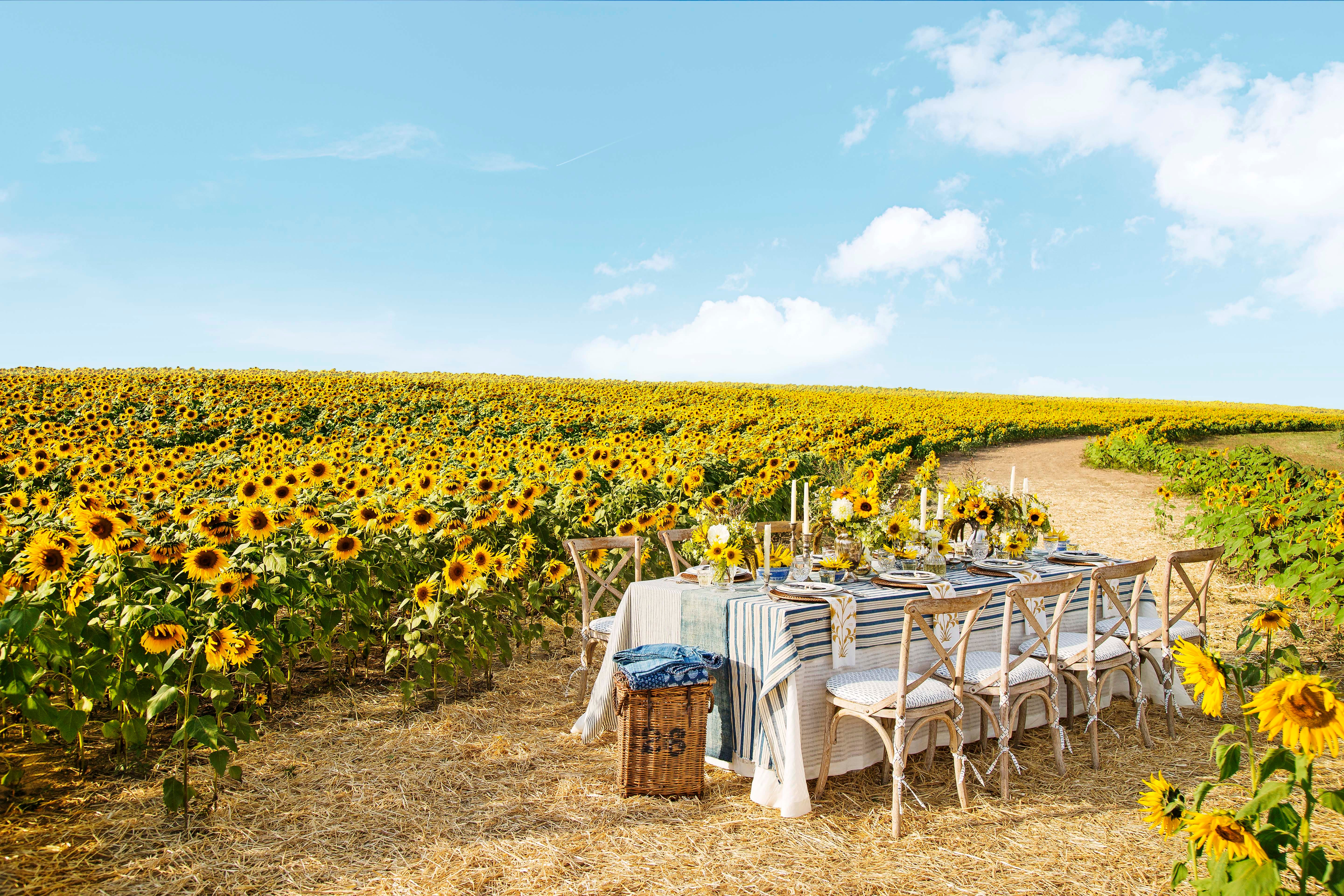 27 Pretty Sunflower Fields to Visit Across the U.S.