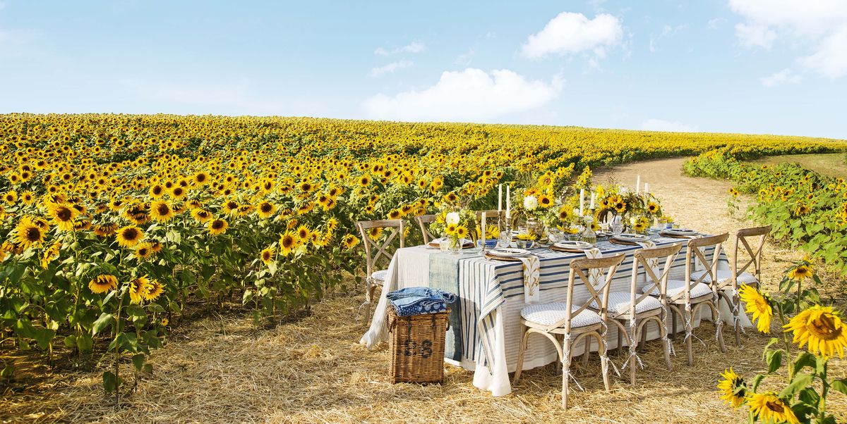 33 Best Sunflower Fields Near Me - Top Sunflower Fields & Mazes in the U.S.