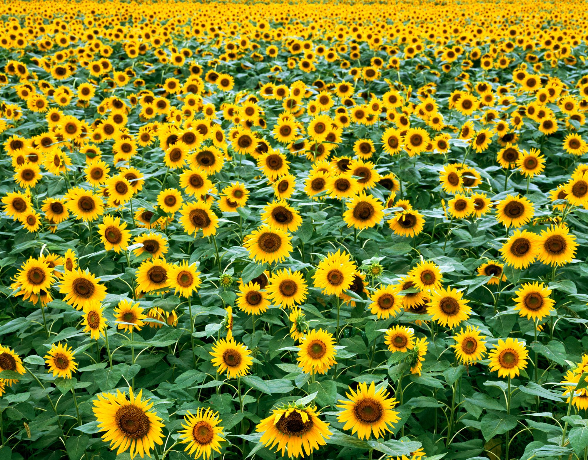 Sunflower Field Near Me Texas
