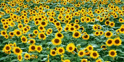 33 Best Sunflower Fields Near Me - Top Sunflower Fields ...