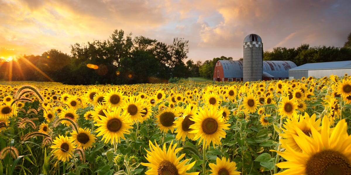 25 Best Sunflower Fields Near Me Top Sunflower Fields Mazes In The U S 