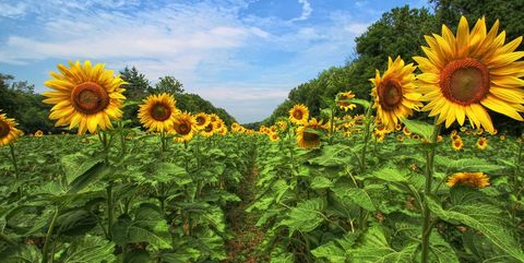 33 Best Sunflower Fields Near Me - Top Sunflower Fields & Mazes in the U.S.