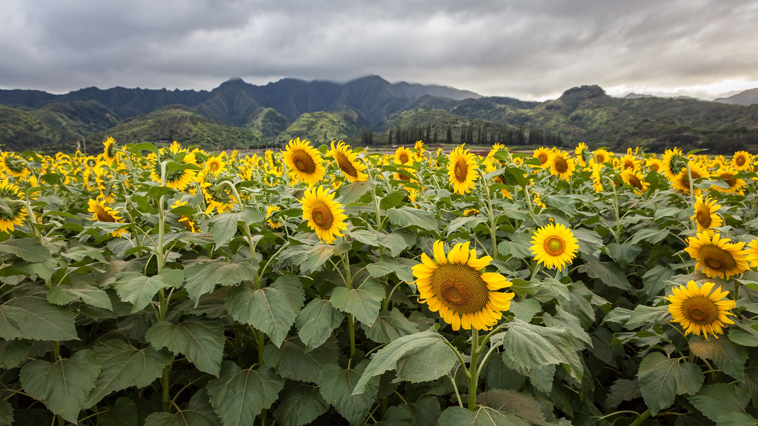 30 best sunflower fields near me - top sunflower fields & mazes in