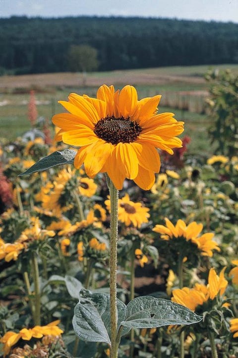 25 Best Types of Sunflowers - Varieties of Sunflowers to Plant