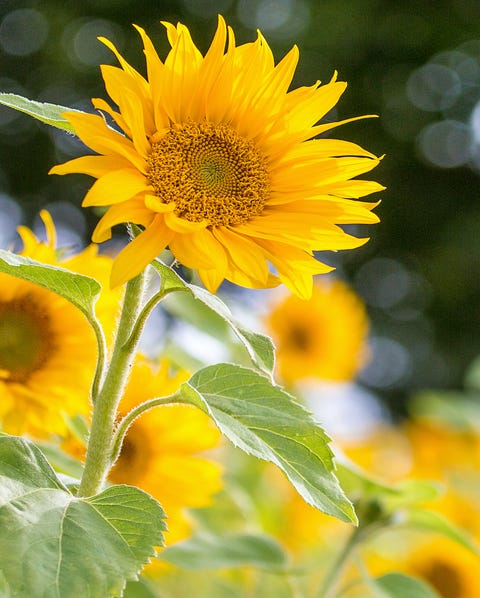 sunflowers in bloom