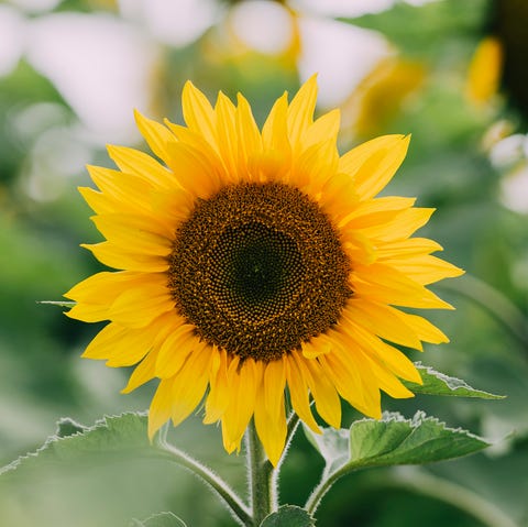 sunflowers