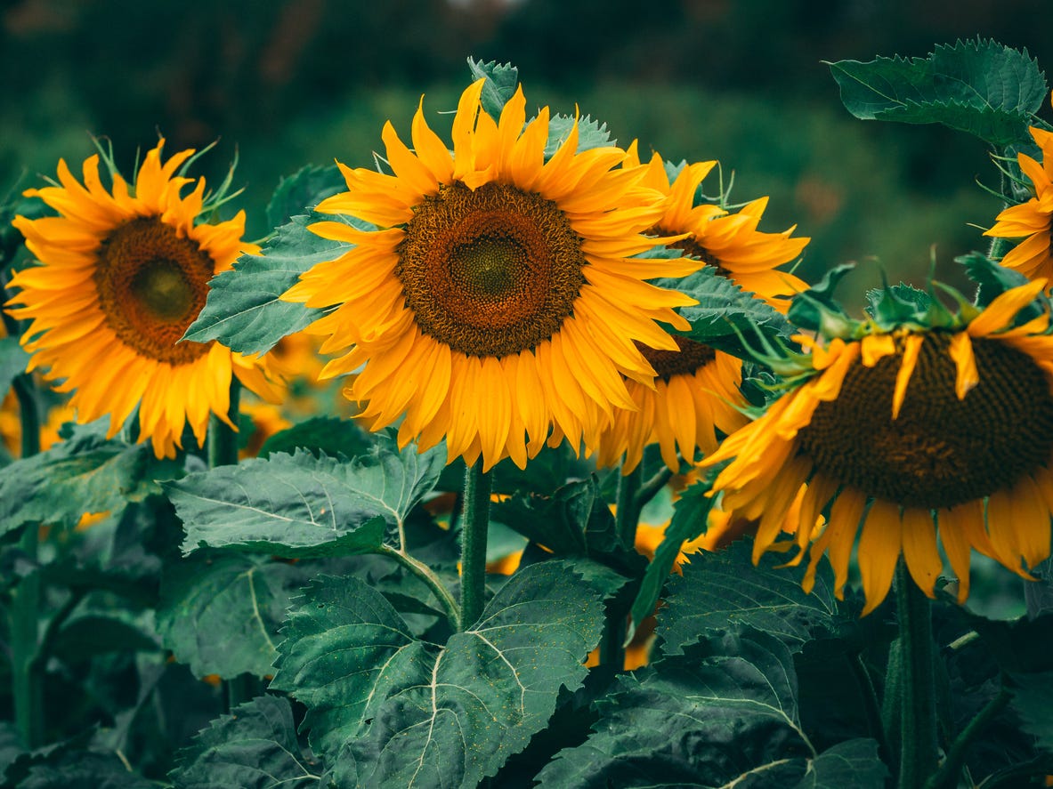 Sonnenblumen blühen im Freien