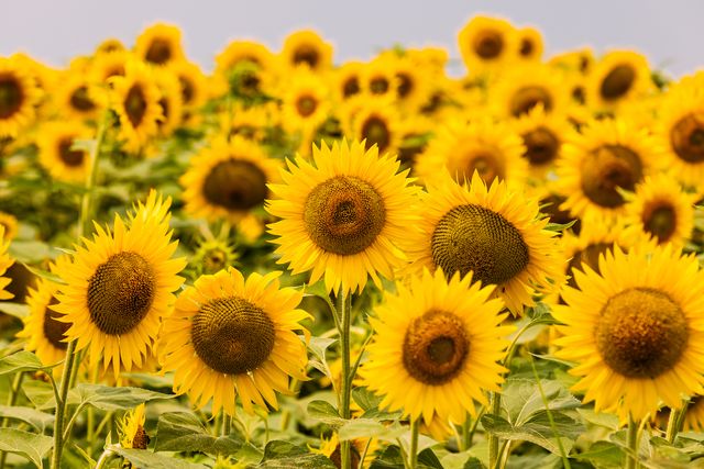 vitamine e is onder andere te vinden in de olie die gemaakt wordt van zonnebloemen