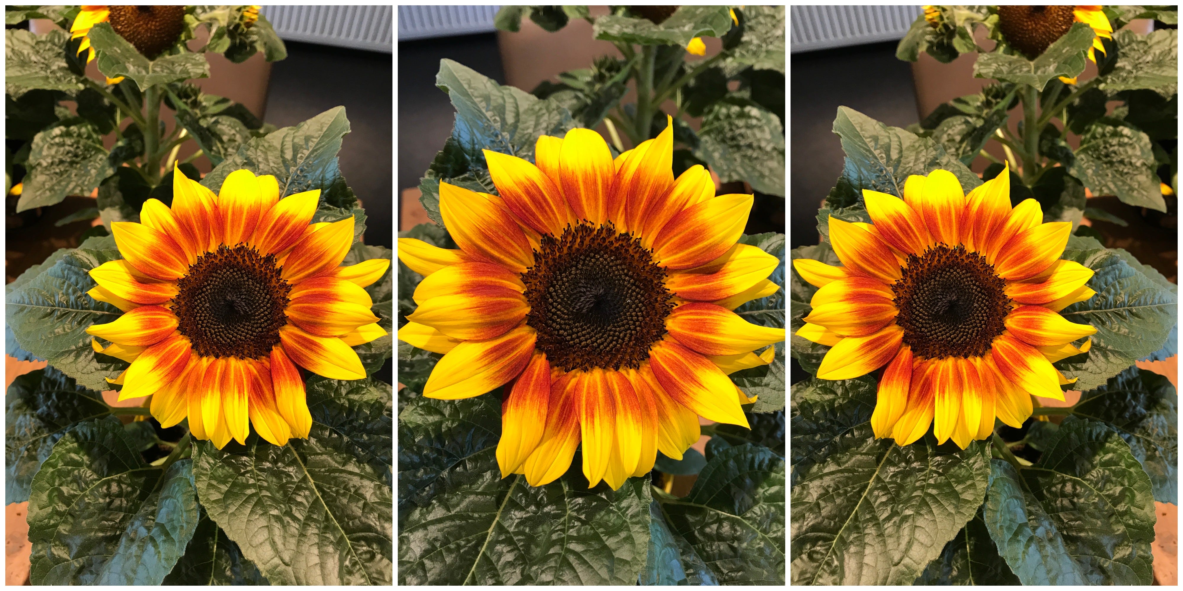 Beautiful French-Style Sunflowers – Sunsation Flame Sunflower Seeds