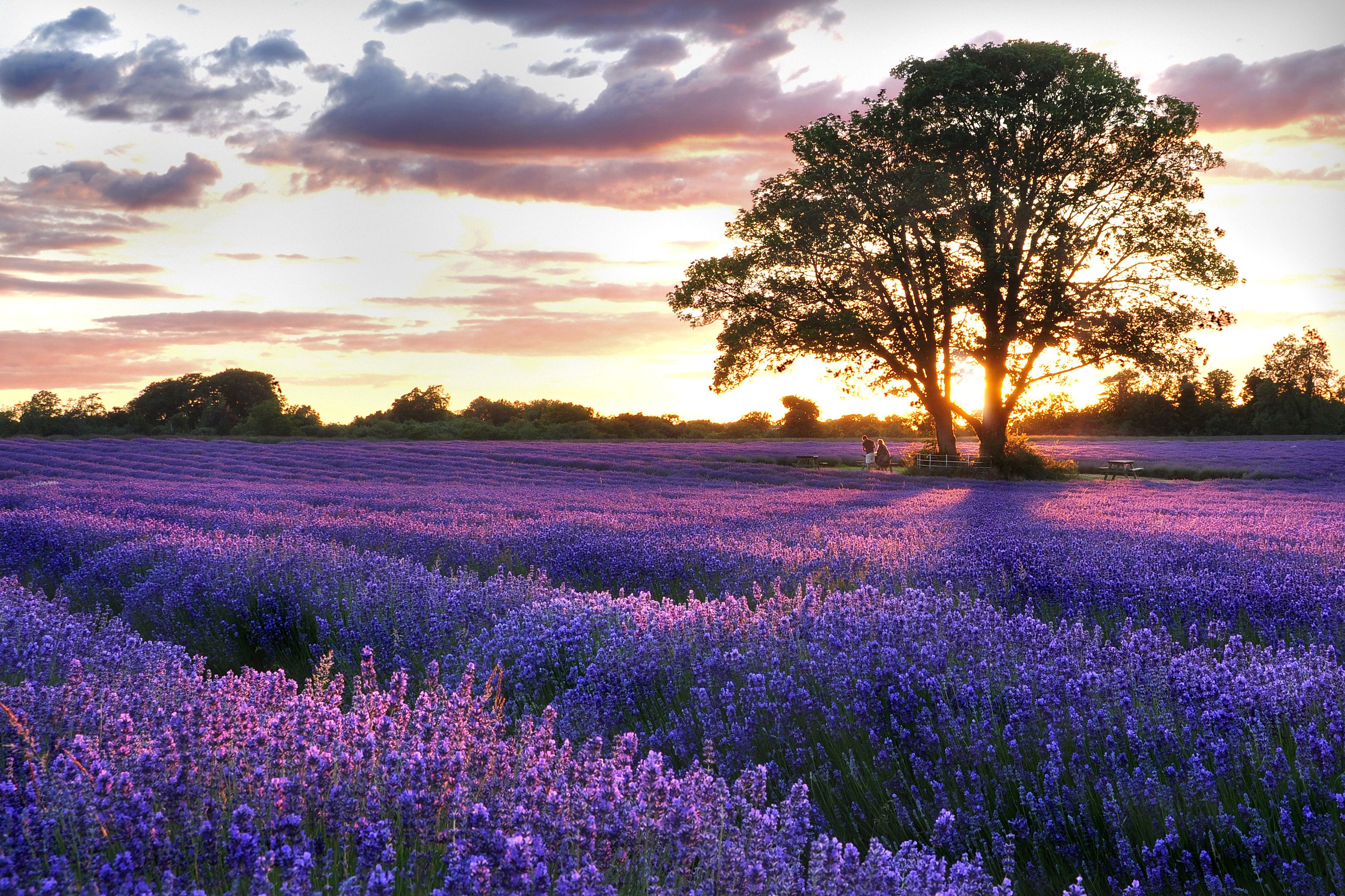 7 Lavender Fields You Need To Visit This Summer