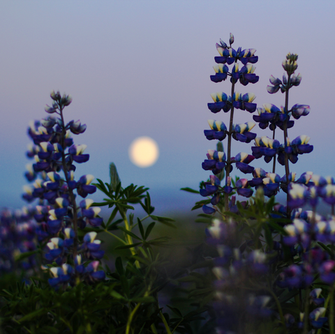 full moon rises above flowers
