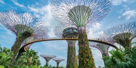 Supertrees at Gardens by the Bay