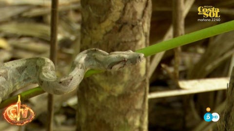 Supervivientes-serpiente Supervivientes-serpiente