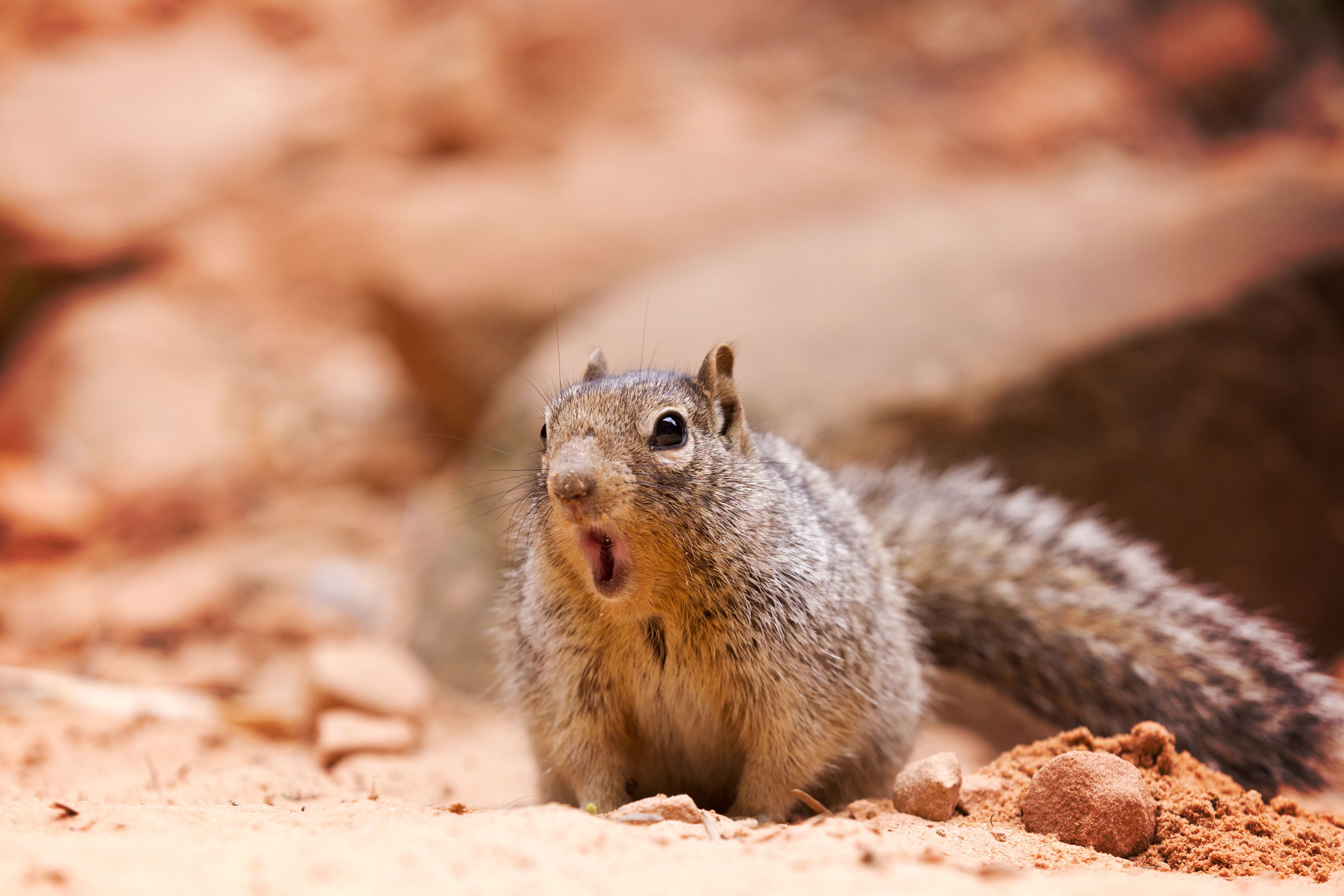 A Man Contracted A Rare Fatal Disease From Eating Squirrel Brains