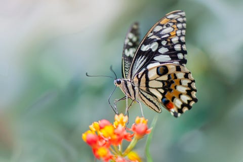 swallowtail butterfly on flower