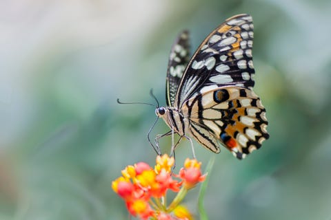 Swallowtail butterfly on flower swallowtail butterfly on flower