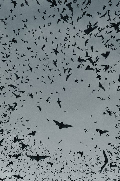 Swarm of bats in flight, view from below (toned B&W, Composite) swarm of bats in flight, view from below toned bw, composite