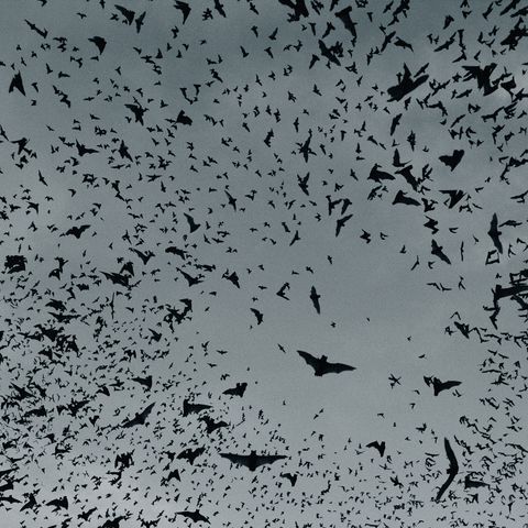 swarm of bats in flight, view from below toned bw, composite