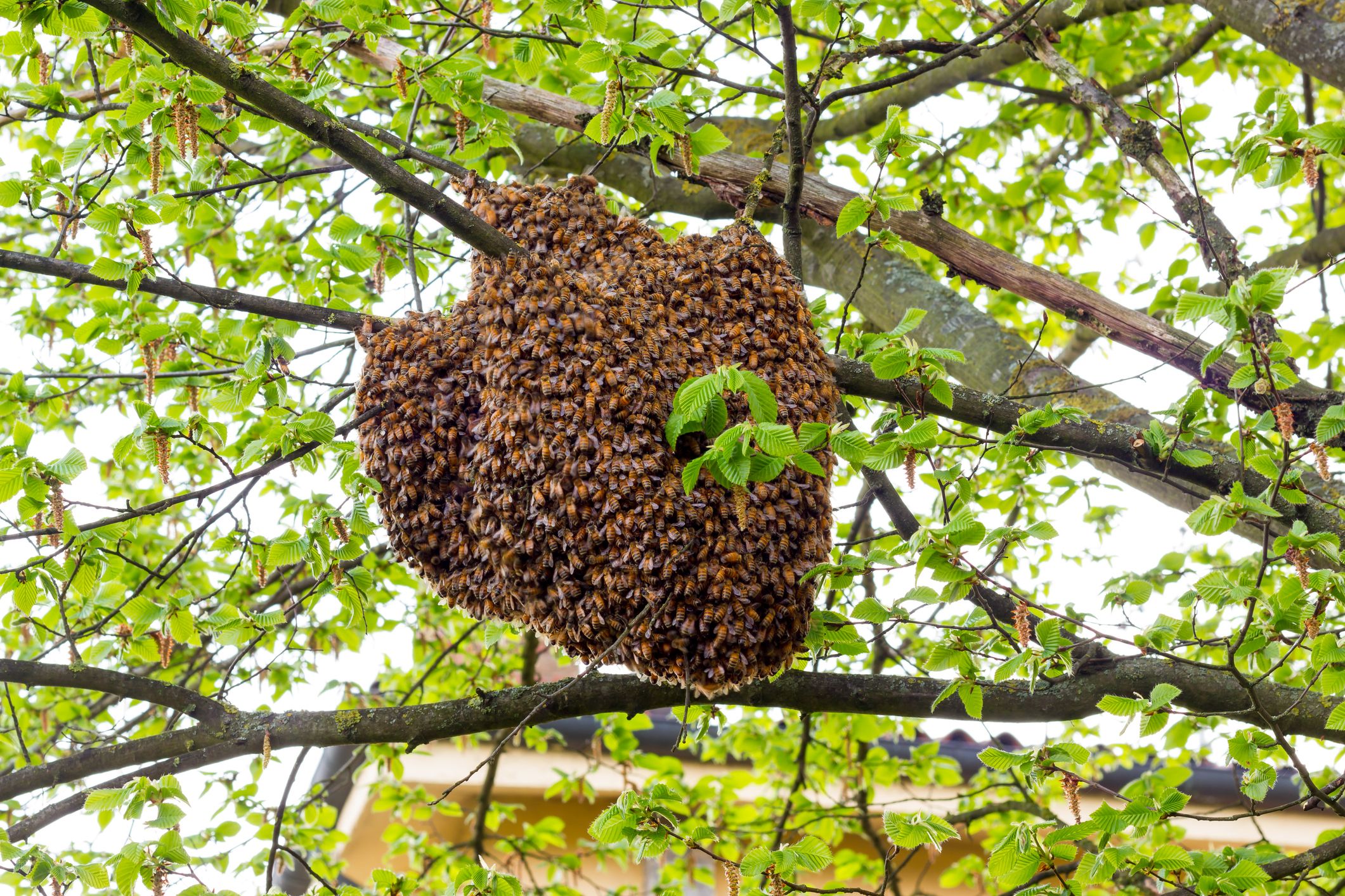 Swarms Of Bees Have Been Spotted Across The UK