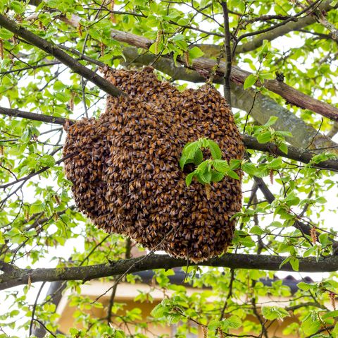 Swarms of bees