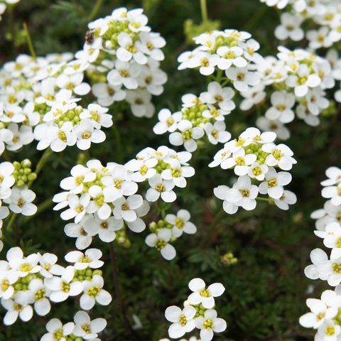 20 Best Ground Cover Plants And Flowers, Ground Cover Plant With Small White Flowers