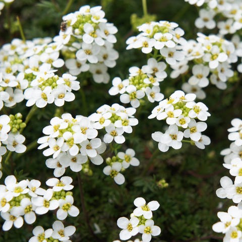 sweet alyssum   ground cover plants