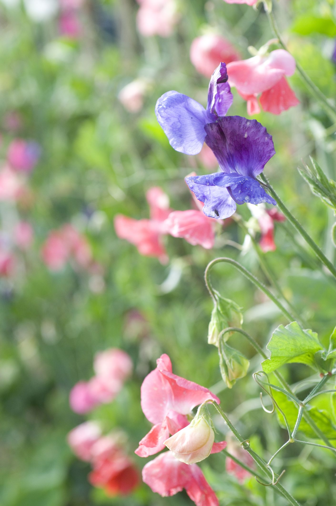 are sweet peas flower safe for dogs