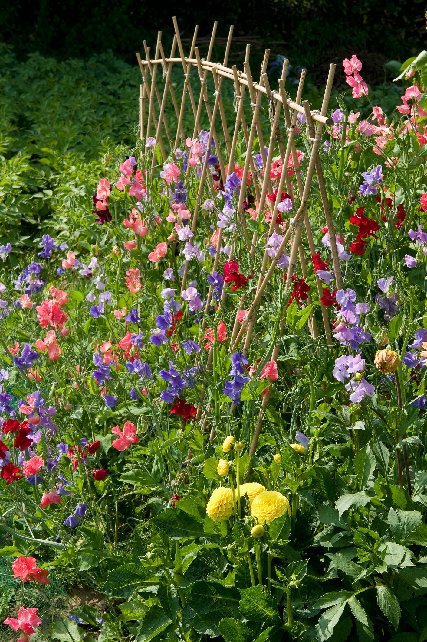 are sweet peas flower safe for dogs