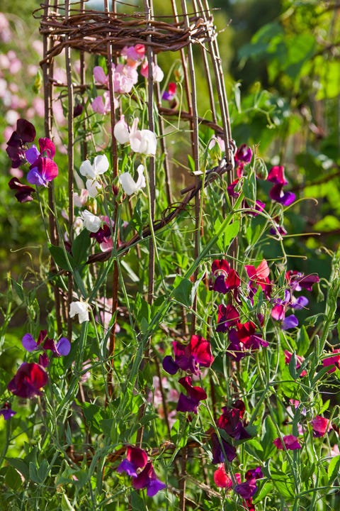 Sweet Peas on a Garden Frame