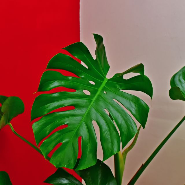swiss cheese plant   an easy care guide to monstera deliciosa