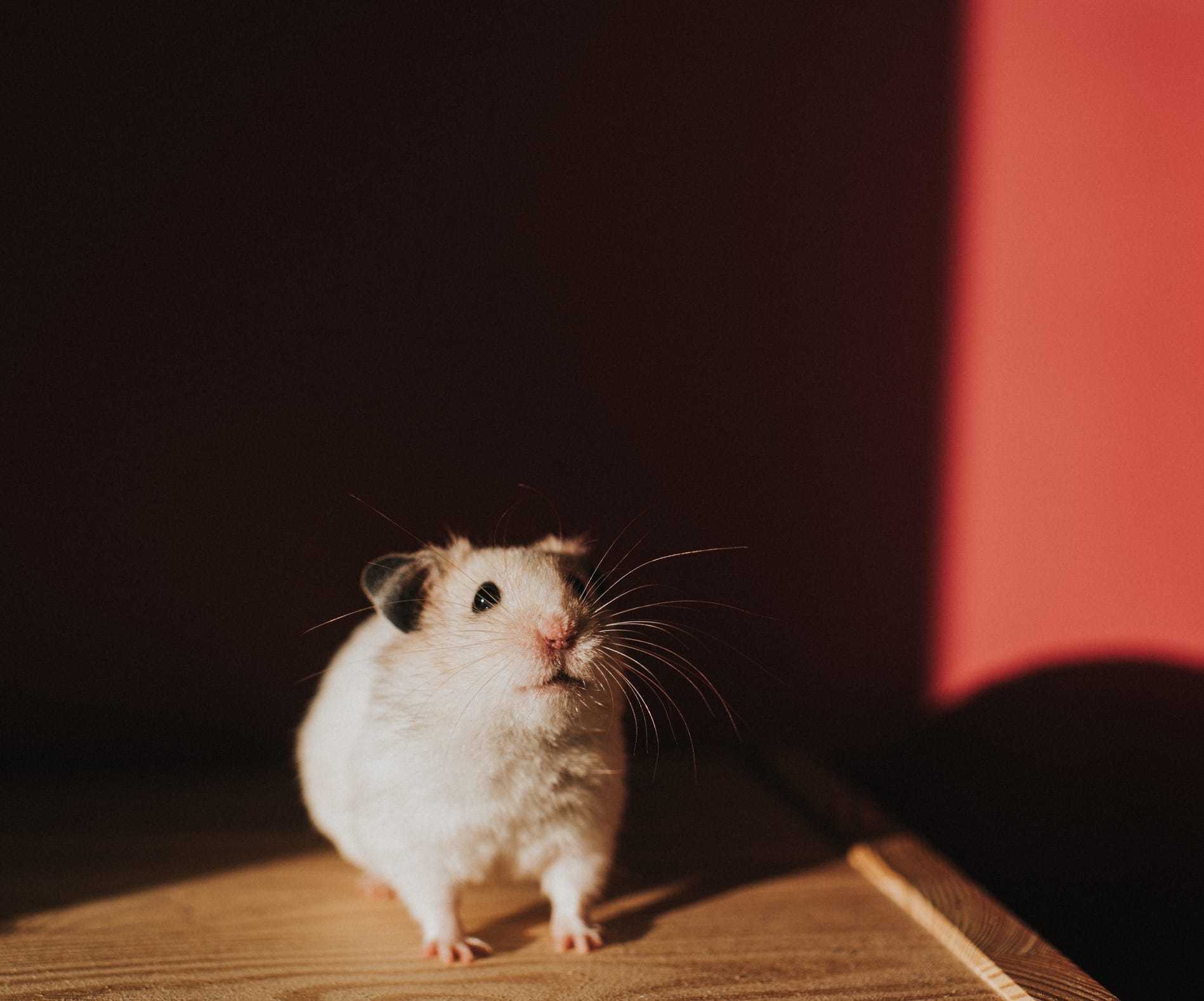 the most cutest hamster in the world