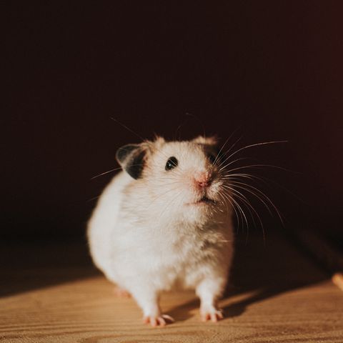 cute white syrian hamster on a wooden surface against a shadowy pink wall, with sunlight illuminating his cute little face space for copy