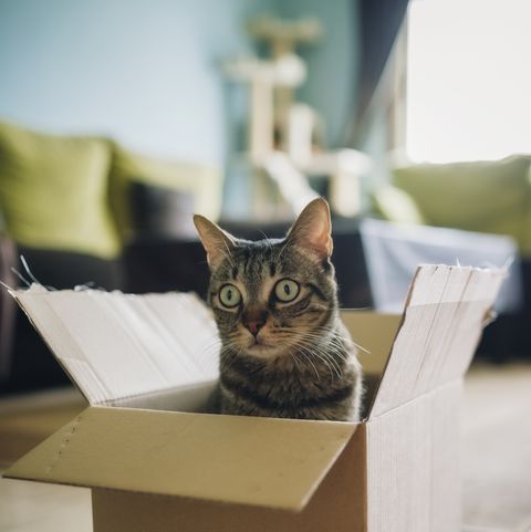 Tabby cat inside cardboard box