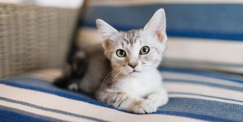 20 Cute Cat Names Adorable Boy And Girl Kitten Names