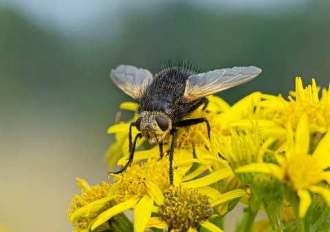 Tachinid fly resting on a dandelion