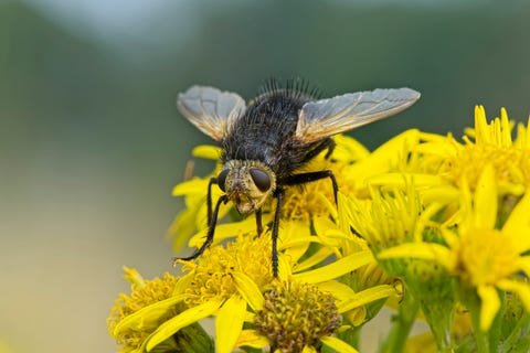 Tachinid fly resting on a dandelion Tachinid fly resting on a dandelion