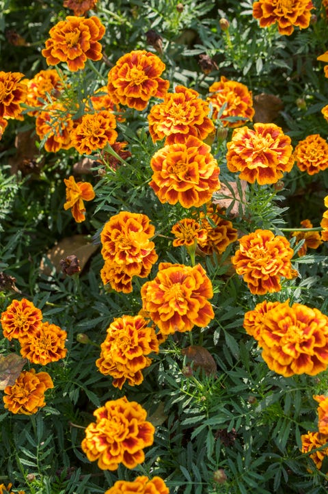 tagetes patula french marigold in bloom, orange yellow bunch of flowers, green leaves, small shrub