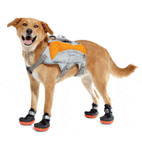 dog running shoes