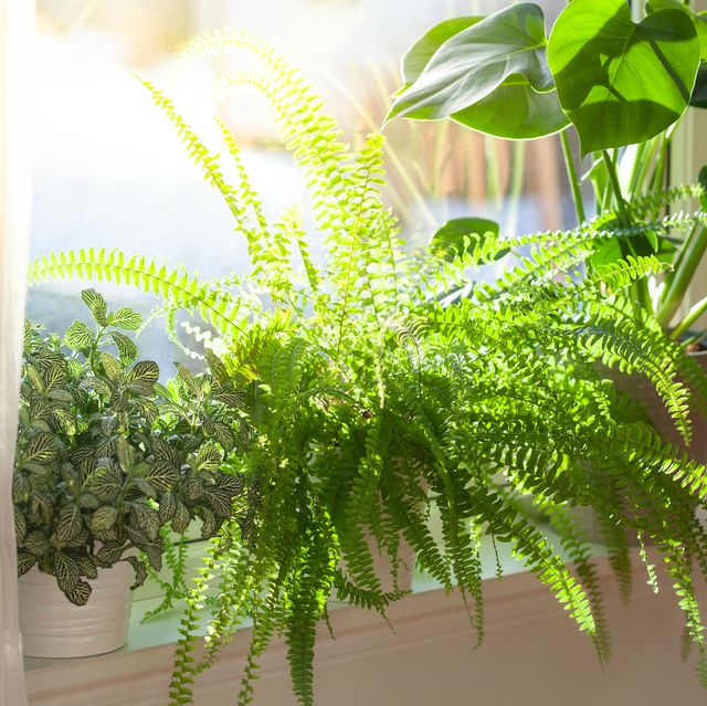 6 ways to look after houseplants when you're on holiday