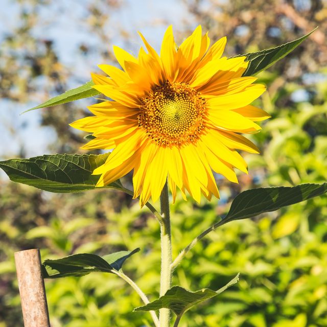 tall sunflower in the garden